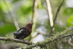 Machaeropterus deliciosus