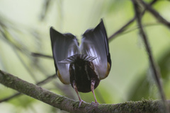 Machaeropterus deliciosus