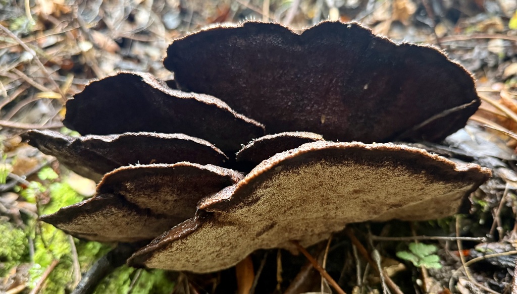 Phaeolus hispidoides · November 2025 · photo: © hllrnnr (iNaturalist, cc0)