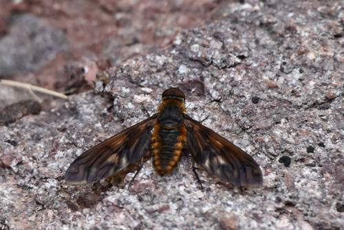 Unknown species found near Cochise County, AZ, USA