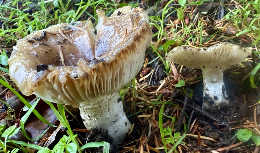 Russula cerolens · November 2025 · photo: © hllrnnr (iNaturalist, cc0)