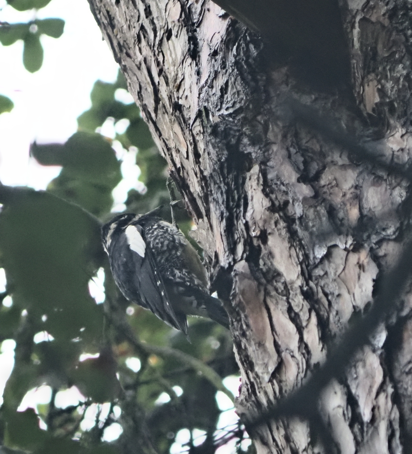 Williamson's Sapsucker (Sphyrapicus thyroideus)