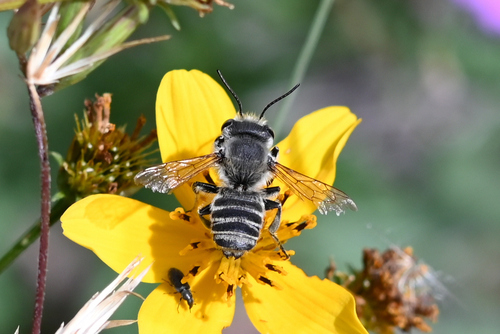Megachile lippiae