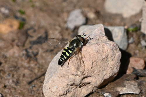 Unknown species found near Cochise County, AZ, USA