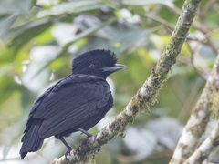 Cephalopterus penduliger