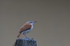 Furnarius leucopus cinnamomeus