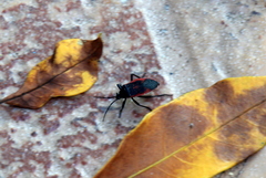 Largus rufipennis