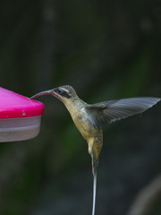 Phaethornis syrmatophorus