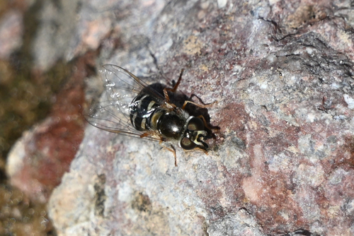 Unknown species found near Cochise County, AZ, USA