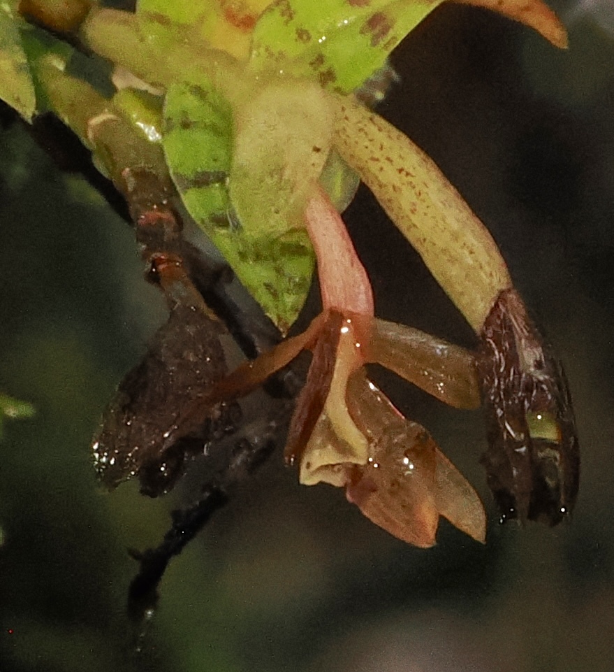 Epidendrum stanhopeanum Kraenzl.