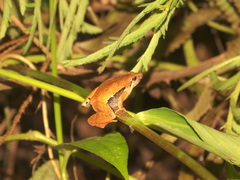 Microhyla achatina