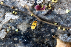 Chauliognathus flavipes