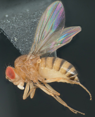 Drosophila melanogaster