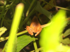 Microhyla achatina