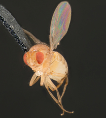 Drosophila melanogaster