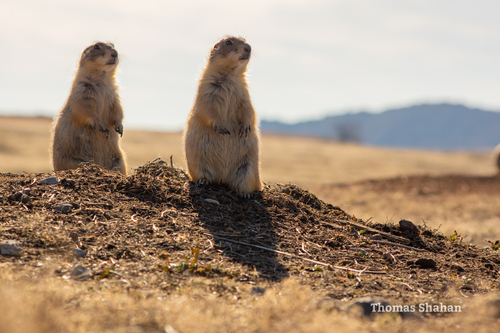Black-tailed Prairie Dog photographed in Oklahoma