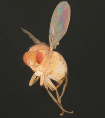 Drosophila melanogaster