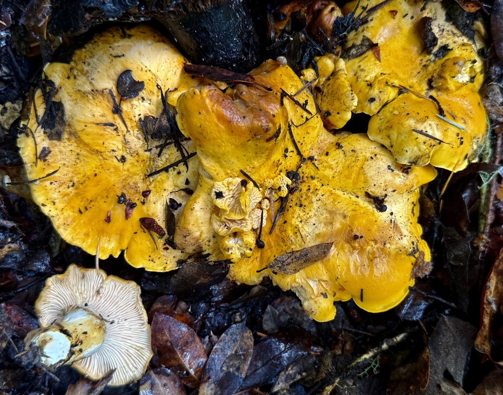Cantharellus californicus · November 2025 · photo: © hllrnnr (iNaturalist, cc0)