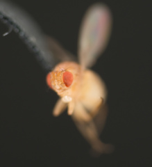 Drosophila melanogaster