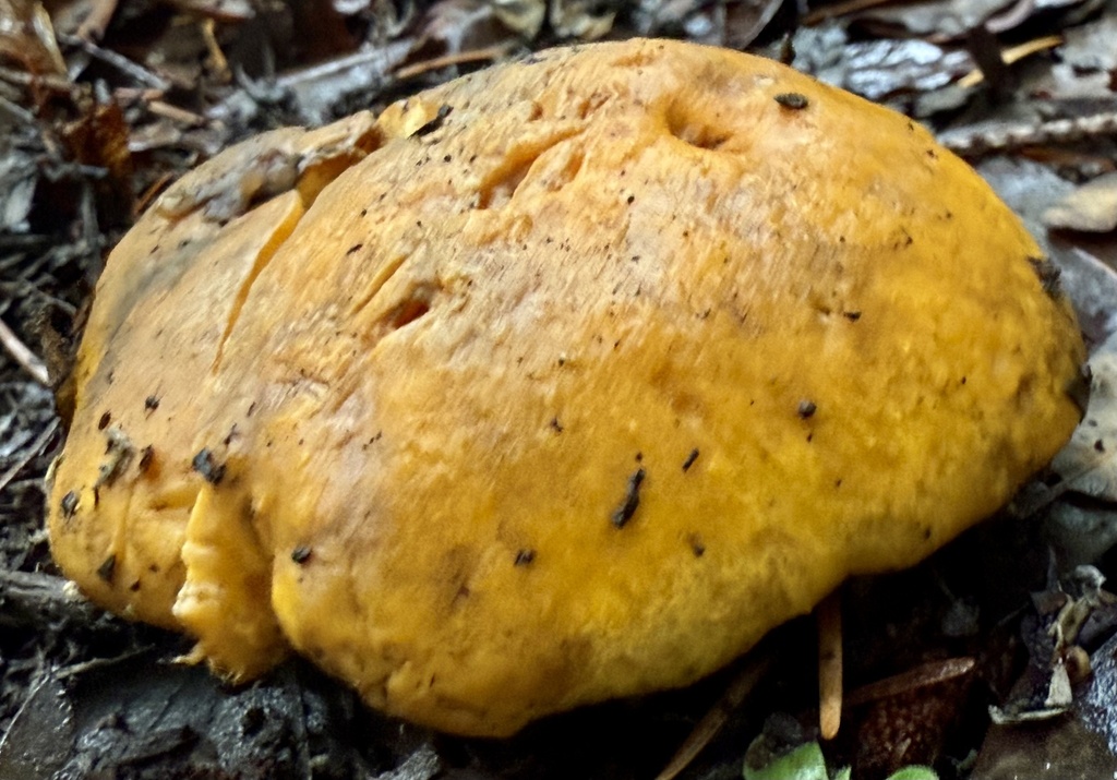 Cantharellus californicus · November 2025 · photo: © hllrnnr (iNaturalist, cc0)