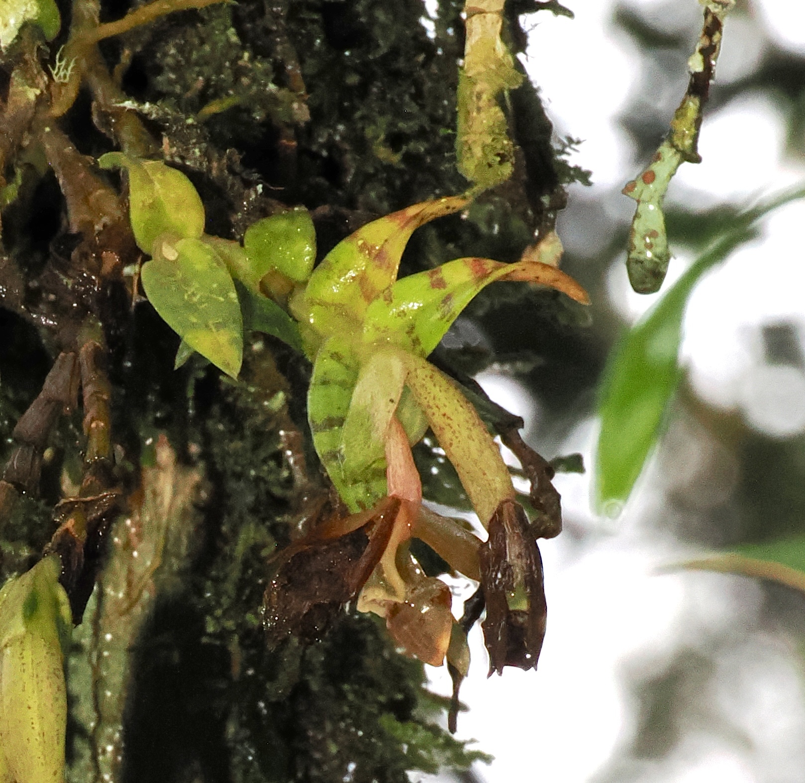 Epidendrum stanhopeanum Kraenzl. 2