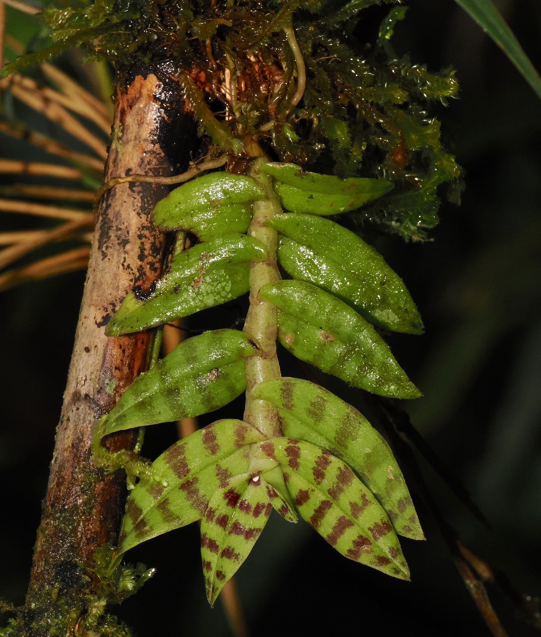 Epidendrum stanhopeanum Kraenzl. 3