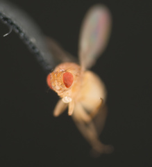 Drosophila melanogaster