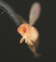Drosophila melanogaster
