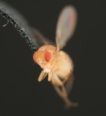 Drosophila melanogaster