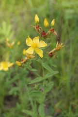 Hypericum attenuatum