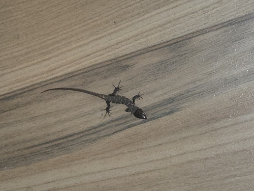 Costa Rican Tropical Night Lizard, Lepidophyma reticulatum