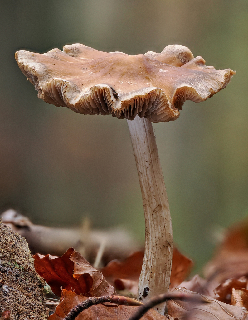 Psathyrella kauffmanii · November 2025 · photo: © gillessanmartin (iNaturalist, cc0)