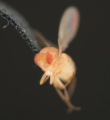 Drosophila melanogaster