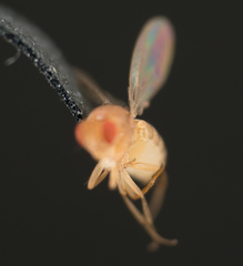 Drosophila melanogaster