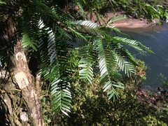 Parapiptadenia rigida