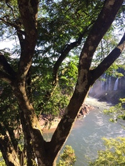 Parapiptadenia rigida