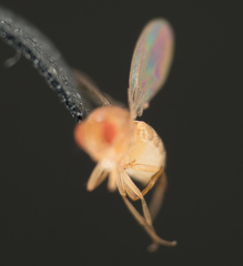 Drosophila melanogaster