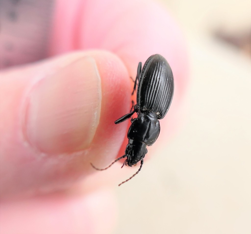 Cyclotrachelus fucatus