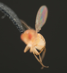Drosophila melanogaster