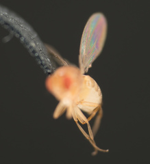 Drosophila melanogaster