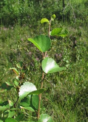 Betula nana