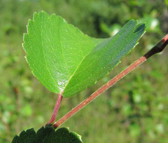 Betula nana