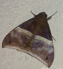 Ophisma tropicalis