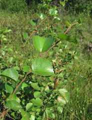 Betula nana