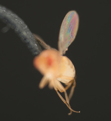 Drosophila melanogaster