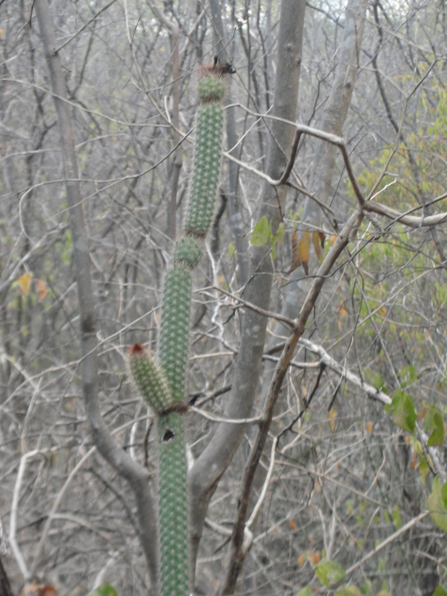 Arrojadoa rhodantha