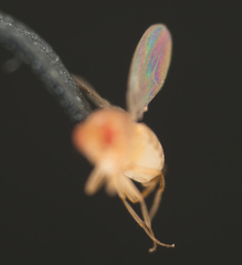Drosophila melanogaster
