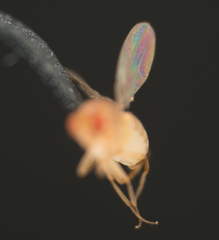 Drosophila melanogaster