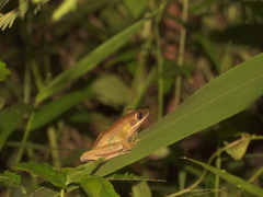 Chalcorana chalconota