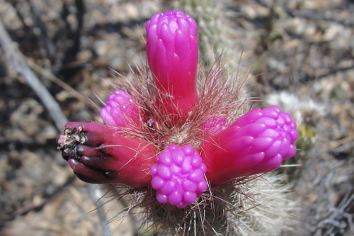 Arrojadoa rhodantha